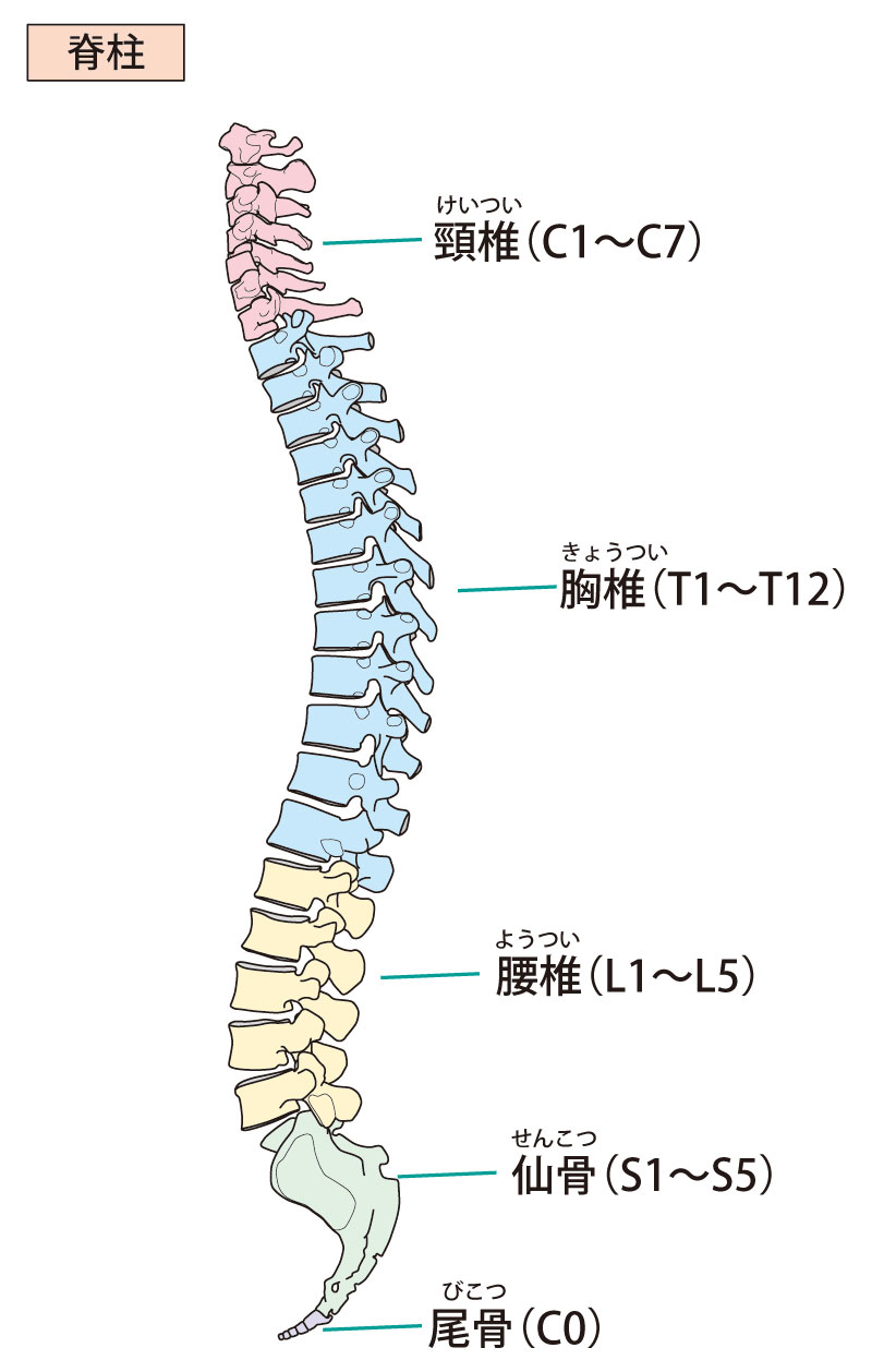 椎骨（ついこつ）-脊柱（せきちゅう）- | 40歳からの国家資格